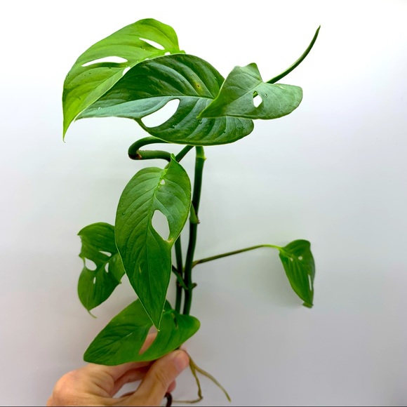 Monstera Adansonii - Swiss Cheese Vine - Picture 3 of 3